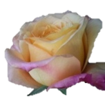 Geisha Roses d'Equateur Ethiflora